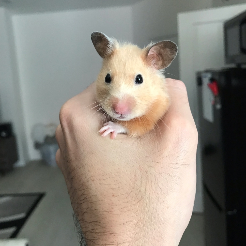 Meet your Posher, Ling